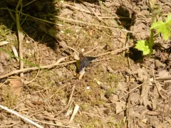 Hemipenthes seminiger thumbnail 4