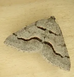 Digrammia rippertaria thumbnail 2