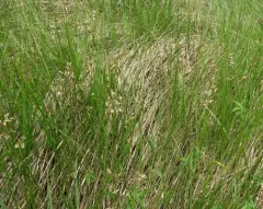 bison grass thumbnail 2