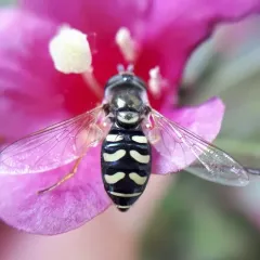 Large-tailed Aphideater thumbnail 2