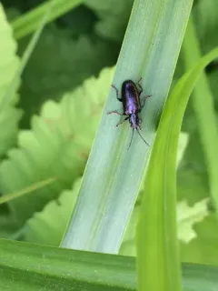Metallic reed beetle thumbnail 3