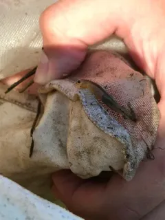Colorado Spiny Tailed Fairy Shrimp thumbnail 3