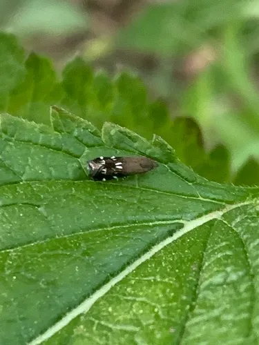 Silver-dashed anacampsis