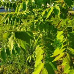 tree-of-heaven thumbnail 3