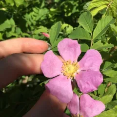 smooth rose thumbnail 2
