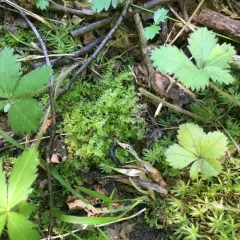 Woodsy Thyme-moss thumbnail 3