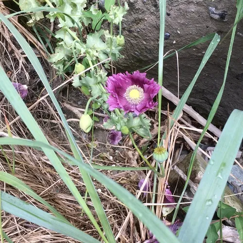 opium poppy