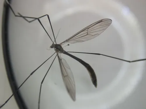 Bittacomorphella pacifica