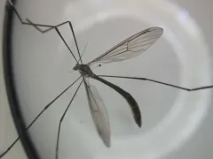 Bittacomorphella pacifica thumbnail 1