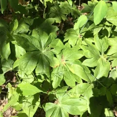 Mayapple Rust thumbnail 3