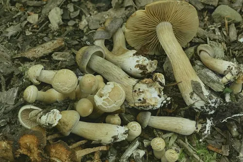 Agrocybe humosa