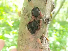 Biscogniauxia repanda thumbnail 2