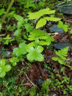 Boreal Bedstraw thumbnail 3