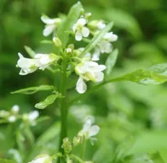 Siberian bittercress thumbnail 2
