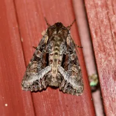 Grand Arches Moth thumbnail 3