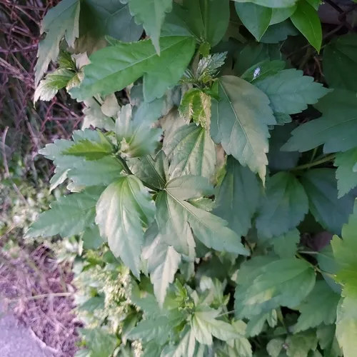 common hibiscus