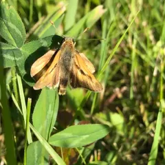Indian Skipper thumbnail 2