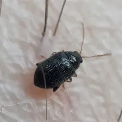 Potato Flea Beetle thumbnail 3