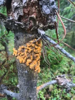 Comandra Blister Rust thumbnail 2