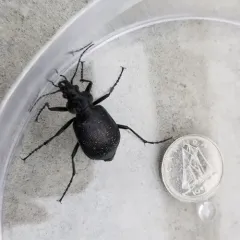 Cold-country Caterpillar Hunter thumbnail 2