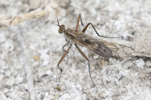 Scellus virago