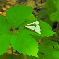 Leconte's Haploa Moth thumbnail 4