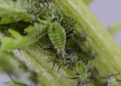Tansy Aphid thumbnail 2