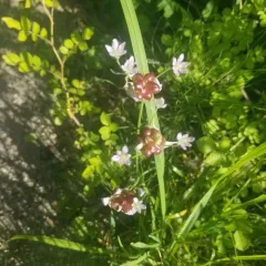 Canadian Meadow garlic thumbnail 3