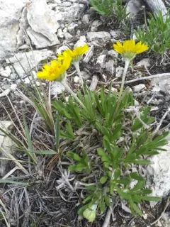 Torrey's Four-nerved Daisy thumbnail 2