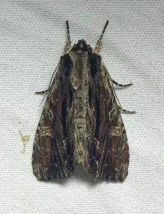 Black-dashed Apamea Moth thumbnail 2