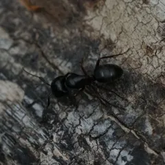 Hercules Carpenter Ant thumbnail 3