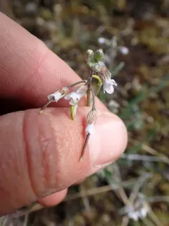 dropseed rockcress thumbnail 1