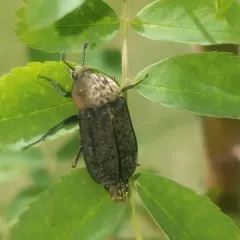 Northern Carrion Beetle thumbnail 2