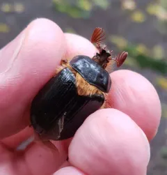 Pleocoma dubitabilis thumbnail 4