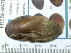 salamander mussel thumbnail 4