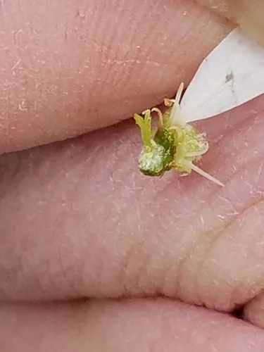 roundleaf shadbush