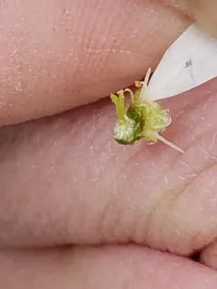 roundleaf shadbush thumbnail 1