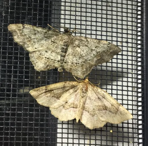 Pine Measuringworm Moth