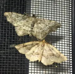 Pine Measuringworm Moth thumbnail 1