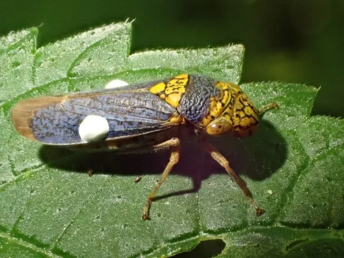 Broad-headed Sharpshooter