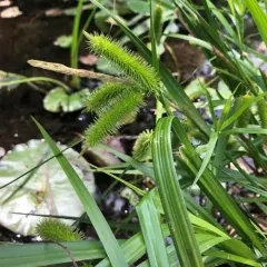 bristly sedge thumbnail 2