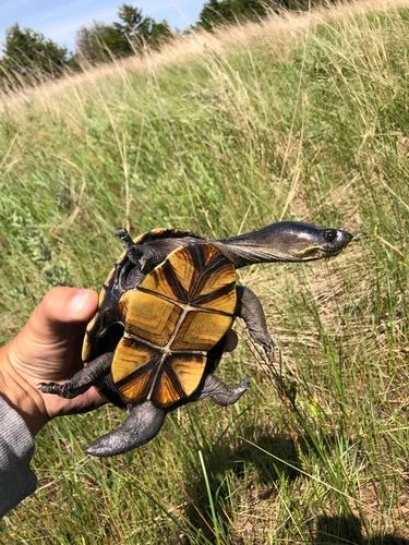 Yellow Mud Turtle