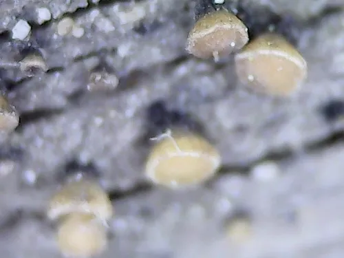 Vibrissea pezizoides