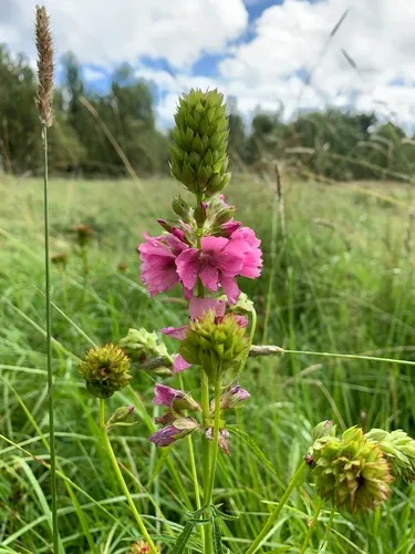 Cusick's checkerbloom