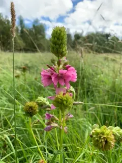 Cusick's checkerbloom thumbnail 1