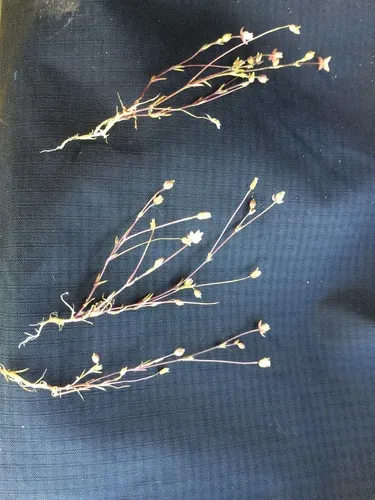 Annual Pearlwort