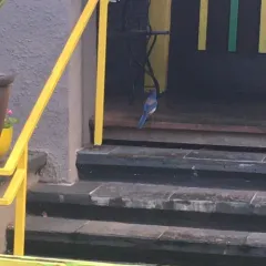 California Scrub-Jay thumbnail 3
