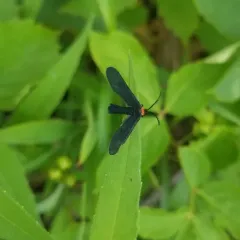 Grapeleaf Skeletonizer Moth thumbnail 3