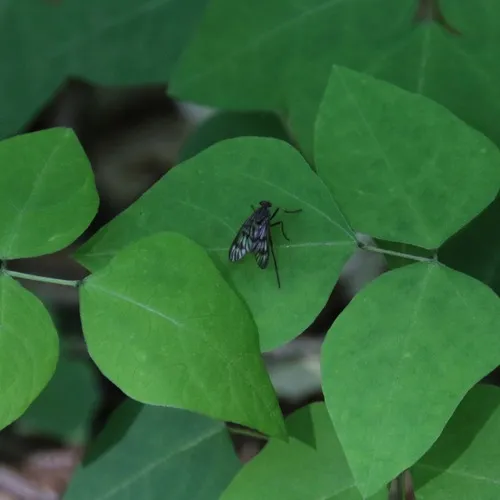 Common Snipe Fly