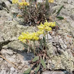 alpine golden buckwheat thumbnail 2